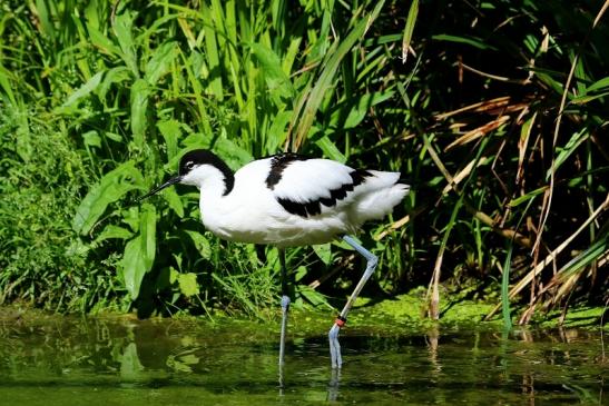 Säbelschnäbler Zoo Frankfurt am Main 2017 VB