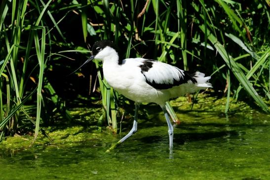 Säbelschnäbler Zoo Frankfurt am Main 2017 VB