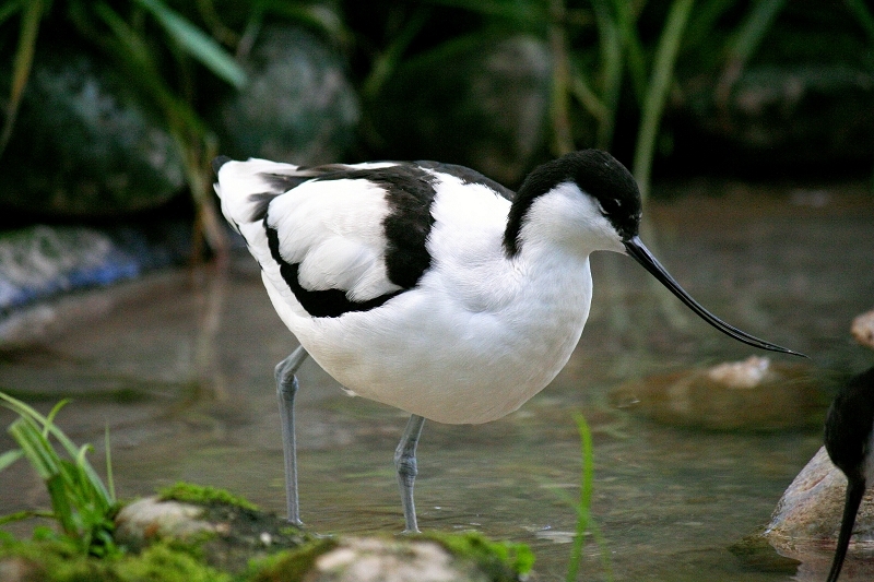 Säbelschnäbler Zoo Vivarium Darmstadt 2012