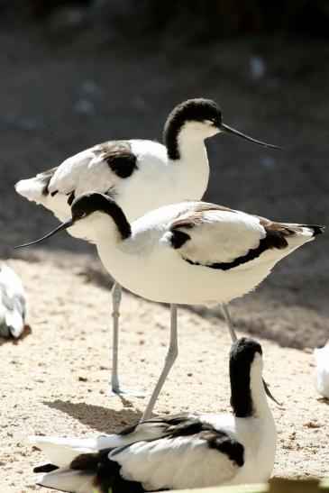 Säbelschnäbler Zoo Vivarium Darmstadt 2019