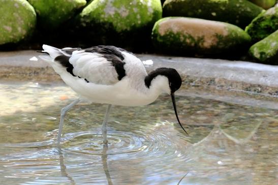 Säbelschnäbler Zoo Vivarium Darmstadt 2019