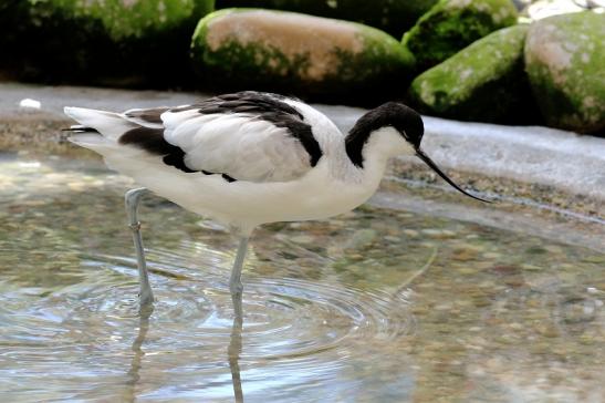 Säbelschnäbler Zoo Vivarium Darmstadt 2019