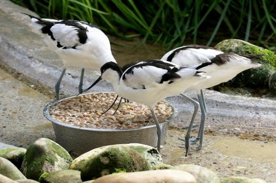 Säbelschnäbler Zoo Vivarium Darmstadt 2019