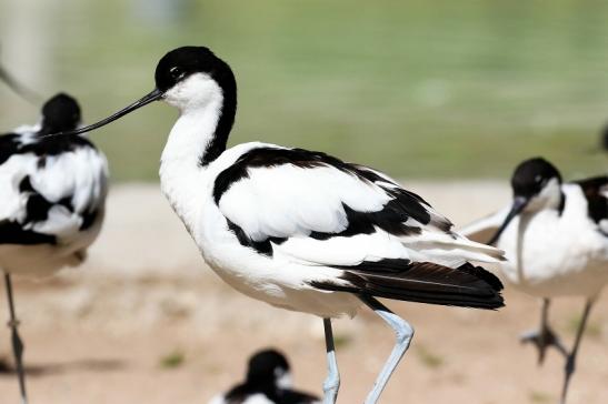 Säbelschnäbler Zoo Vivarium Darmstadt 2020