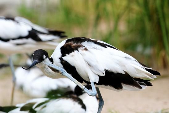 Säbelschnäbler Zoo Vivarium Darmstadt 2020