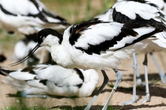 Säbelschnäbler Zoo Vivarium Darmstadt 2020