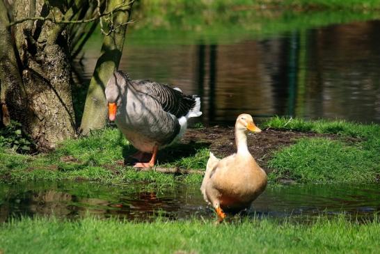 Sächsische Kampfgans und Sachsenente Wildpark Alte Fasanerie Klein Auheim 2016 