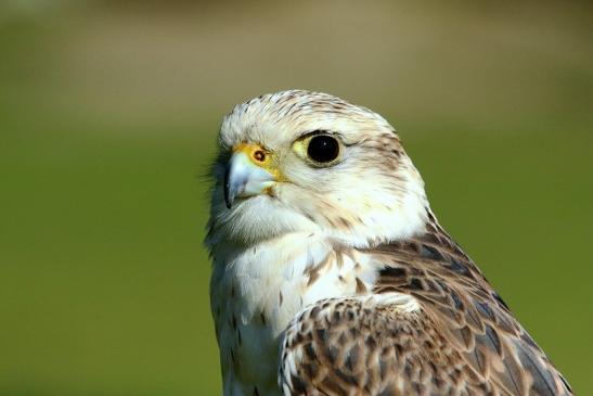 Sakerfalke - Falknerei - Wildpark Alte Fasanerie Klein Auheim 2017