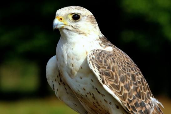 Sakerfalke - Falknerei - Wildpark Alte Fasanerie Klein Auheim 2017