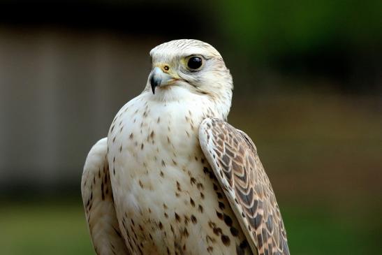 Sakerfalke - Falknerei - Wildpark Alte Fasanerie Klein Auheim 2017