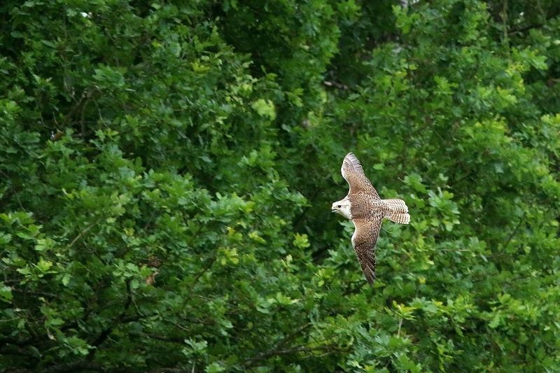 Sakerfalke - Falknerei - Wildpark Alte Fasanerie Klein Auheim 2017