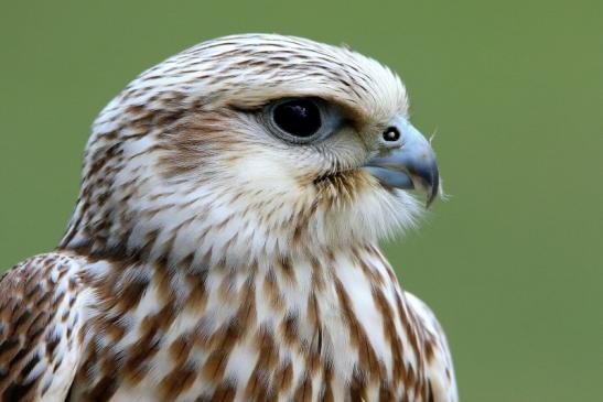 Sakerfalke - Falknerei - Wildpark Alte Fasanerie Klein Auheim 2015