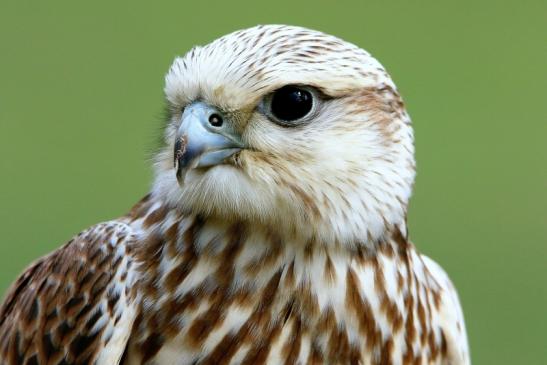 Sakerfalke - Falknerei - Wildpark Alte Fasanerie Klein Auheim 2015