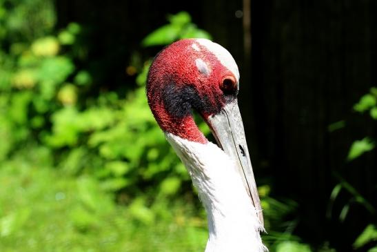 Sarus Kranich Zoo Vivarium Darmstadt 2020