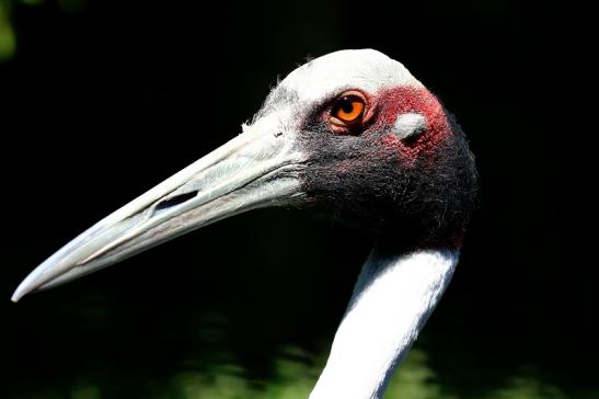 Sarus Kranich Zoo Vivarium Darmstadt 2020