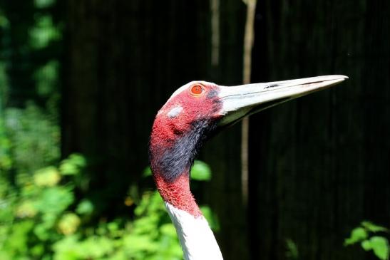 Sarus Kranich Zoo Vivarium Darmstadt 2020