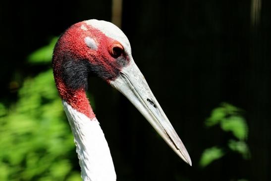 Sarus Kranich Zoo Vivarium Darmstadt 2020