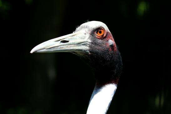 Sarus Kranich Zoo Vivarium Darmstadt 2020