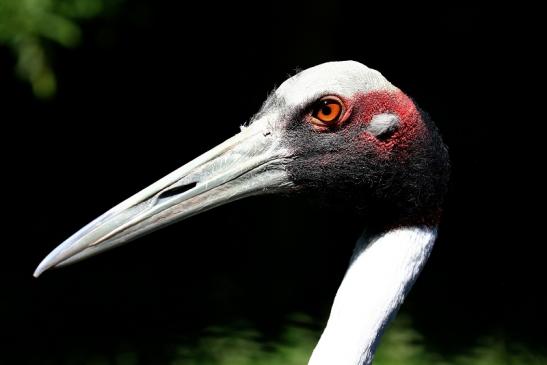 Sarus Kranich Zoo Vivarium Darmstadt 2020