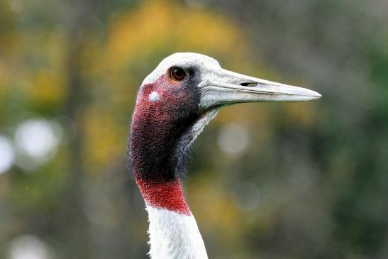 Saruskranich Opel Zoo Kronberg 2014