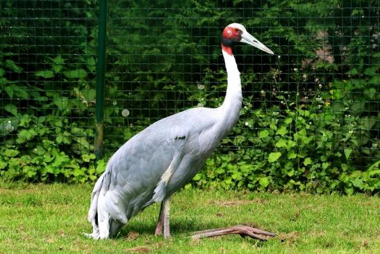 Saruskranich Zoo Vivarium Darmstadt 2016