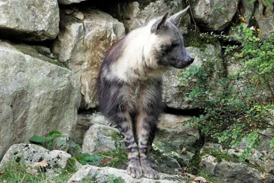 Schabrackenhyäne Opel Zoo Kronberg 2014