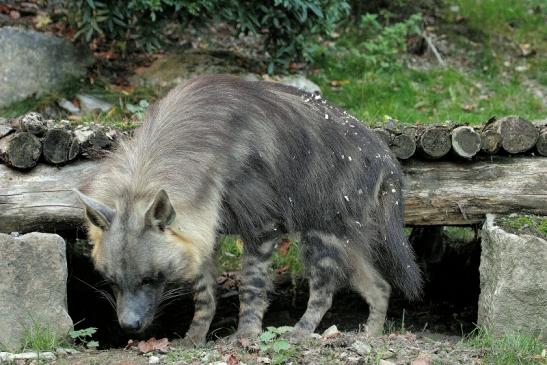 Schabrackenhyäne Opel Zoo Kronberg 2014