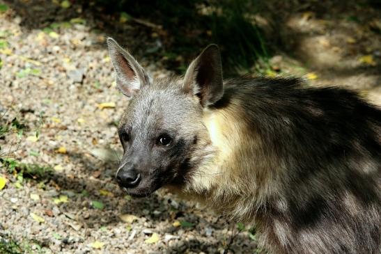 Schabrackenhyäne Opel Zoo Kronberg 2015