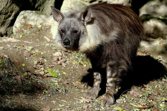 Schabrackenhyäne Opel Zoo Kronberg 2016