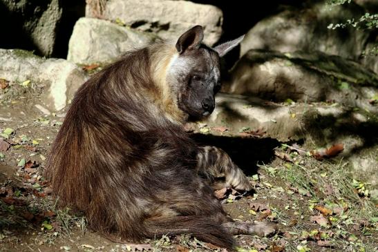 Schabrackenhyäne Opel Zoo Kronberg 2016