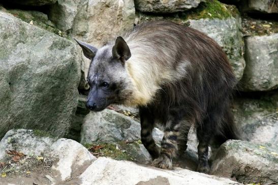 Schabrackenhyäne Opel Zoo Kronberg 2016