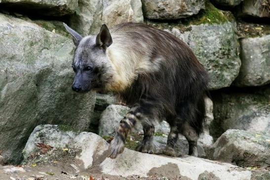 Schabrackenhyäne Opel Zoo Kronberg 2016