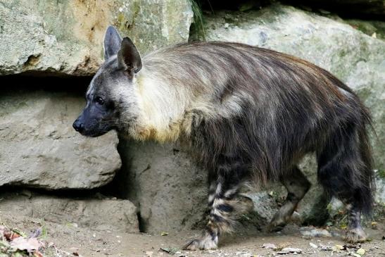 Schabrackenhyäne Opel Zoo Kronberg 2016