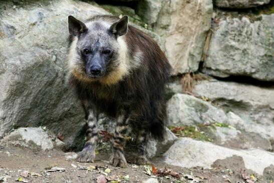 Schabrackenhyäne Opel Zoo Kronberg 2016