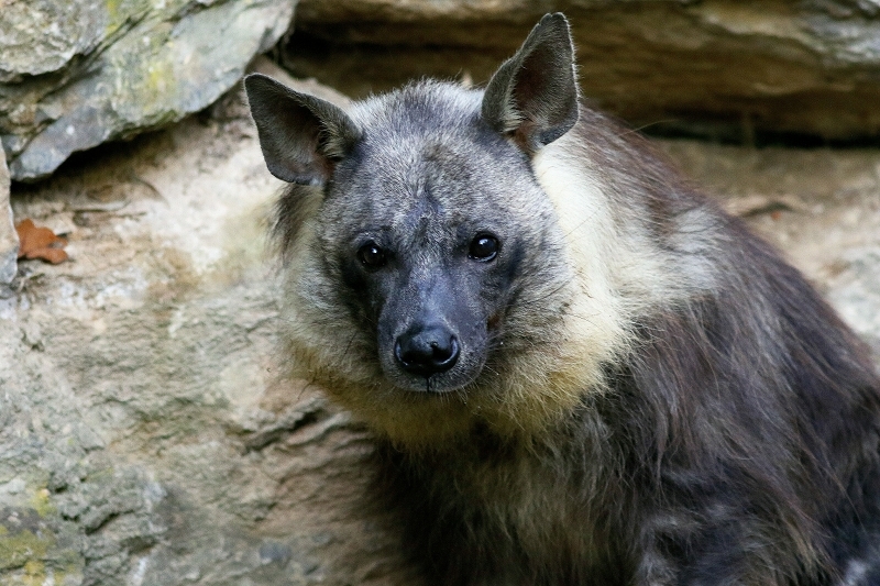 Schabrackenhyäne Opel Zoo Kronberg 2016