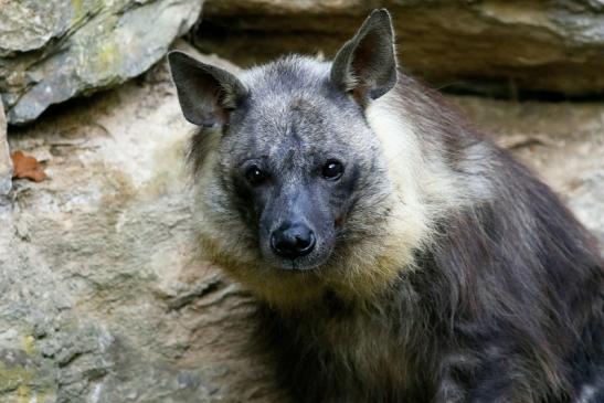 Schabrackenhyäne Opel Zoo Kronberg 2016