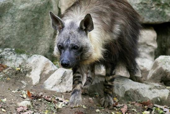 Schabrackenhyäne Opel Zoo Kronberg 2016