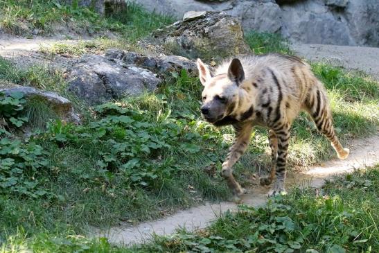 Schabrackenhyäne Opel Zoo Kronberg 2019