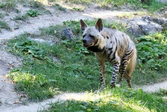 Schabrackenhyäne Opel Zoo Kronberg 2019