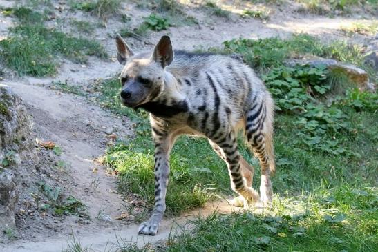 Schabrackenhyäne Opel Zoo Kronberg 2019