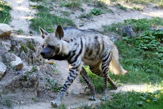 Schabrackenhyäne Opel Zoo Kronberg 2019