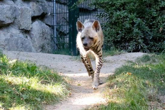 Schabrackenhyäne Opel Zoo Kronberg 2019