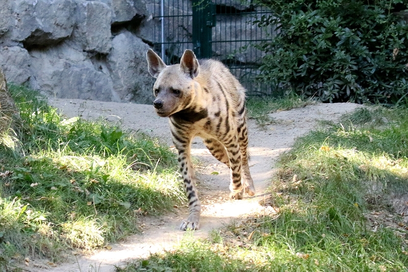 Schabrackenhyäne Opel Zoo Kronberg 2019