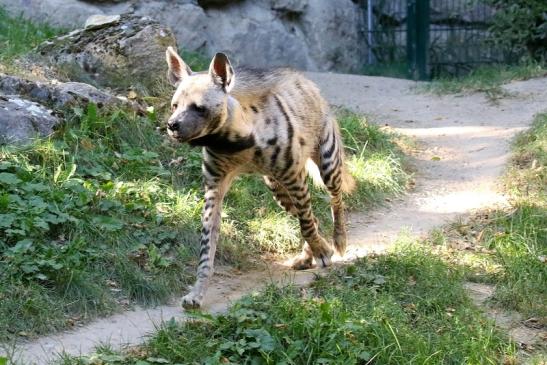 Schabrackenhyäne Opel Zoo Kronberg 2019