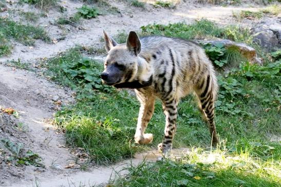 Schabrackenhyäne Opel Zoo Kronberg 2019