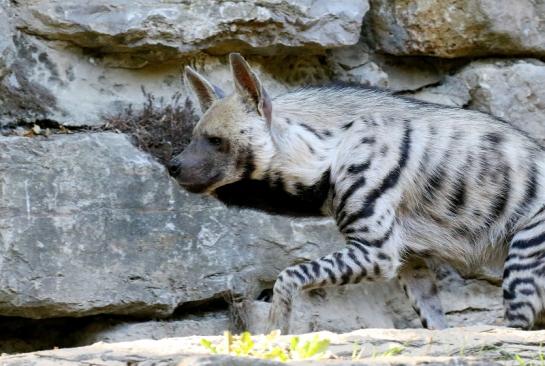 Schabrackenhyäne Opel Zoo Kronberg 2019