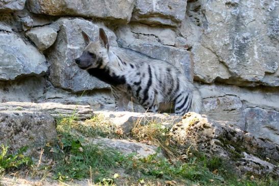 Schabrackenhyäne Opel Zoo Kronberg 2019