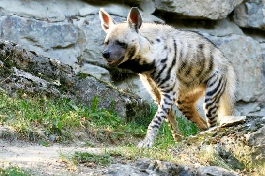 Schabrackenhyäne Opel Zoo Kronberg 2019