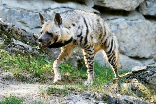 Schabrackenhyäne Opel Zoo Kronberg 2019