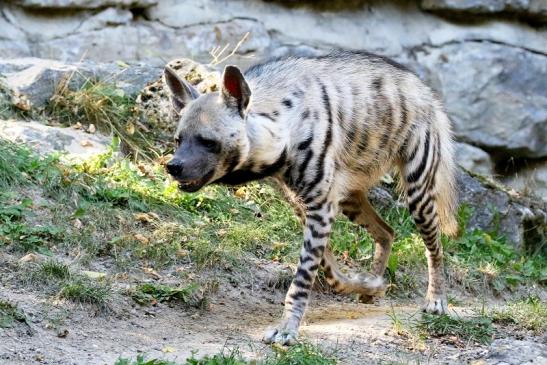 Schabrackenhyäne Opel Zoo Kronberg 2019